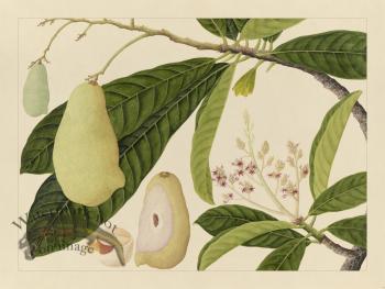 Andalas Botanicals 16